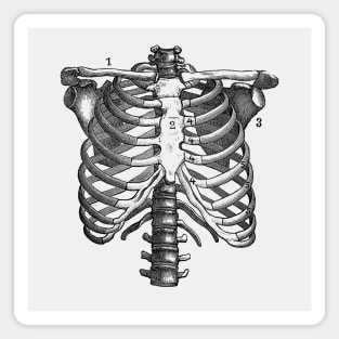 Shoulder and Rib Cage Diagram - Vintage Anatomy Magnet